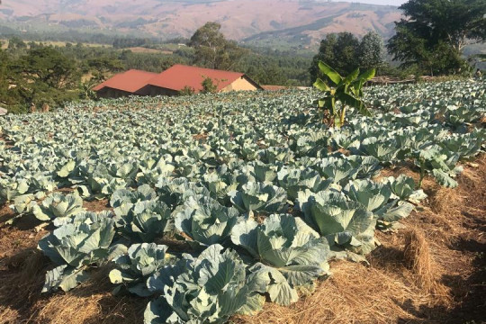cabbages